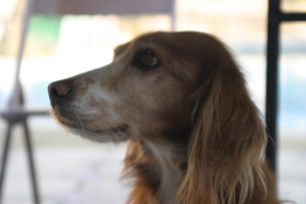 Sexta Compañía "Bomba La Reina"